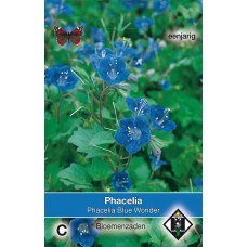 Phacelia campanulalaria Blue Wonder